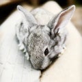 Cute cudly baby pet bunny rabbit Royalty Free Stock Photo