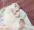 A cute and cudly white british shorthair cat lying on the bed Royalty Free Stock Photo