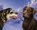 Cute cuple of dogs with a snow amd winter landscape