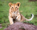 Cute Curious African Lion Cub Royalty Free Stock Photo