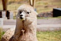 Cute and curious alpaca looking up