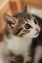 Cute and curious baby cat portrait playing and looking around close shot Royalty Free Stock Photo