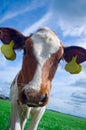 Cute curious baby cow Royalty Free Stock Photo