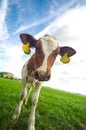 Cute curious baby cow Royalty Free Stock Photo