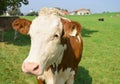 Cute curious baby cow looking at the camera Royalty Free Stock Photo