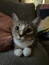 Cute curious black and grey tabby cat