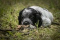 Cute and curious black and white baby brittany spaniel dog puppy portrait lying in grass Royalty Free Stock Photo