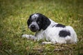 Cute and curious black and white baby brittany spaniel dog puppy portrait lying in grass Royalty Free Stock Photo