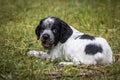 Cute and curious black and white baby brittany spaniel dog puppy portrait lying in grass Royalty Free Stock Photo