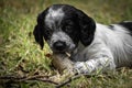 Cute and curious black and white baby brittany spaniel dog puppy portrait lying in grass Royalty Free Stock Photo