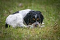 Cute and curious black and white baby brittany spaniel dog puppy portrait, playing and exploring having fun Royalty Free Stock Photo