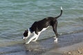 Cute and curious black and white dog on a beach Royalty Free Stock Photo