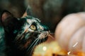 Cute curious cat, pumpkin and lights. Royalty Free Stock Photo