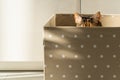 Cute funny cat sits and hides in box at home, peeking out, only ears are visible. Pet lovers. Royalty Free Stock Photo