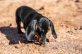 Cute curious dachshund puppy explores beach and sniffs ground in search of food or something interesting, front view