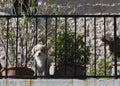 Cute curious dog on balcony