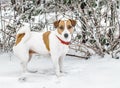 A cute curious dog Jack russel terrier standing on snow and looking into camera. A cute doggy portrait in winter at cold frosty we Royalty Free Stock Photo