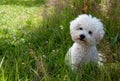 Cute curious dog sitting on the grass Royalty Free Stock Photo