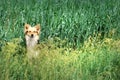 Cute curious dog in the wheat field