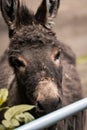 A Cute and curious donkey closeup portrait Royalty Free Stock Photo