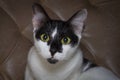 Cute curious face black and white cat looking up to the camera Royalty Free Stock Photo