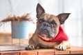 Cute French Bulldog dog with pointy ears wearing a red neckerchief while lying down Royalty Free Stock Photo