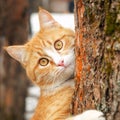 Cute curious ginger tabby cat with yellow eyes hanging on trunk of tree. Square Royalty Free Stock Photo