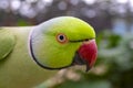 Cute and Curious Green Ringneck Parakeet Extreme Close-up