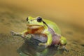 Cute curious green tree frog