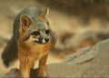 Cute, Curious Grey Fox