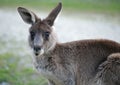 Cute and curious kangaroo