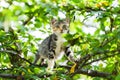 Cute curious kitten cat climbing tree ready to jump Royalty Free Stock Photo