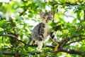 Cute curious kitten cat climbing tree ready to jump Royalty Free Stock Photo