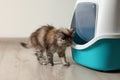 Cute curious kitten near closed litter box at home Royalty Free Stock Photo