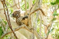 Cute and curious Koala in eucalyptus tree