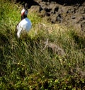 Cute and curious puffin standing on grassy cliff and looking with tilted head into camera