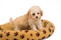 Cute and curious poodle puppy standing on her bed