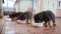 Cute curious puppy German Shepherd East-European Shepherd dog. Shallow focus. Copy space. Little puppies of the East Royalty Free Stock Photo