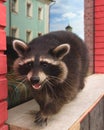 Cute curious Raccoon looking at the camera with clever eyes. Cunning funny racoon. Closeup