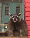 Cute curious Raccoon looking at the camera with clever eyes. Portrait of cunning funny racoon. Closeup. Selective focus