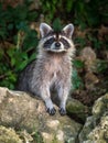 Cute curious raccoon peering over a rock wall Royalty Free Stock Photo