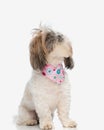 cute curious shih tzu puppy with pink bandana looking up for a snack