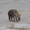cute and curious spotted hyena pup looks at dung beetle rolling a ball of dung in the wild amboseli national park, kenya Royalty Free Stock Photo