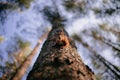 Cute curious squirrel climbing down the pine tree trunk and looking at the camera as if smiling slightly Royalty Free Stock Photo