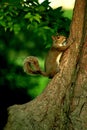 Squirrel in a Tree