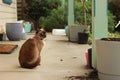 cute curious tan and brown Burmese cat in the front yard of its typical family home watching the garden on a sunny day in rural Royalty Free Stock Photo