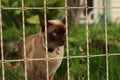 cute curious tan and brown Burmese cat in the front yard of its typical family home watching the garden on a sunny day in rural Royalty Free Stock Photo