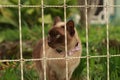 cute curious tan and brown Burmese cat in the front yard of its typical family home watching the garden on a sunny day in rural Royalty Free Stock Photo