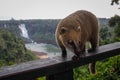 A cute and curious wild animal from the raccoon genus South American coati in the Iguazu Falls National Park in Brazil Royalty Free Stock Photo