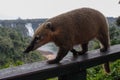 A cute and curious wild animal from the raccoon genus South American coati in the Iguazu Falls National Park in Brazil Royalty Free Stock Photo